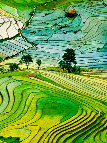 Terraced rice field in Vietnam