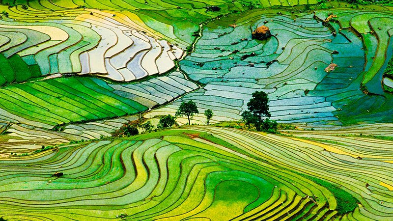 Campi di riso terrazzati in Vietnam