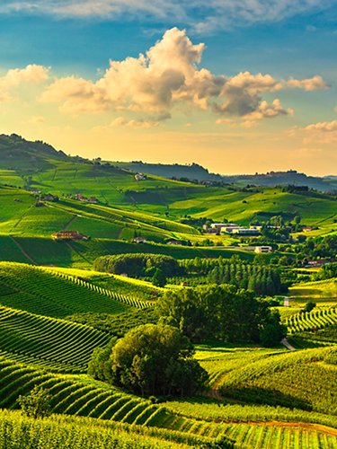 Vineyards of the Langhe