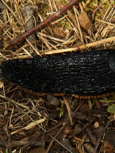Black snail