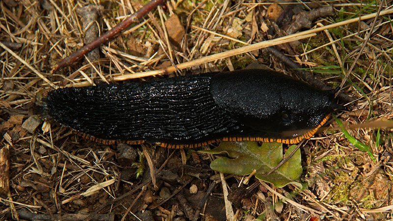 Black snail