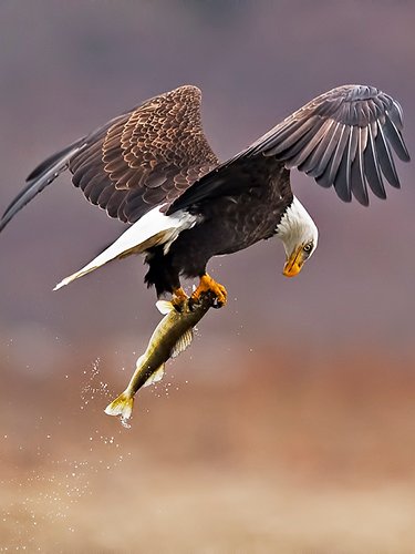 Aquila catches a fish