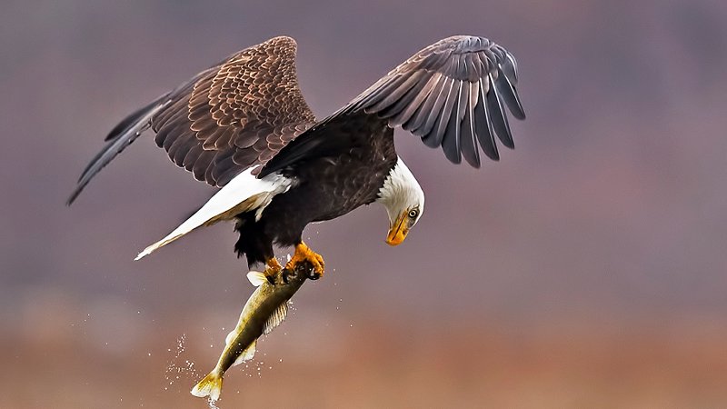 Aquila pesca un pesce