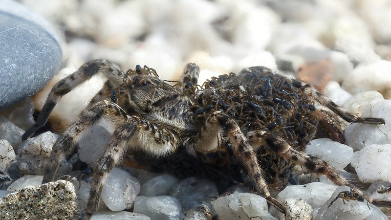Spider with brood on the abdomen