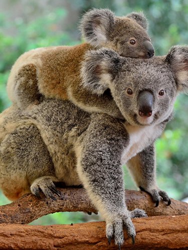 Koala with cub