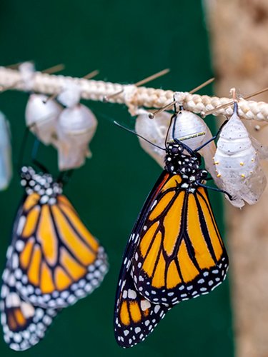 Metamorphosis of the monarch butterfly