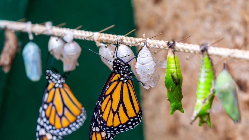 Metamorphosis of the monarch butterfly