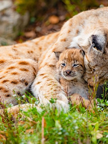 Lynx with cub