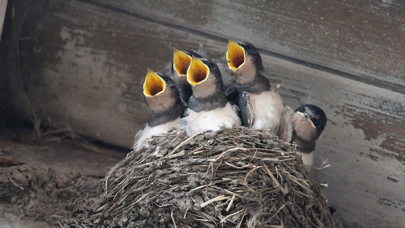 Brood of swallows