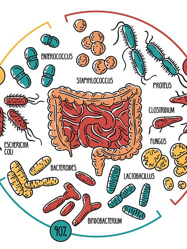 The intestinal microbiota
