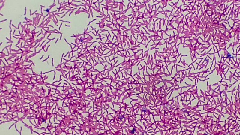 Rod-shaped bacteria