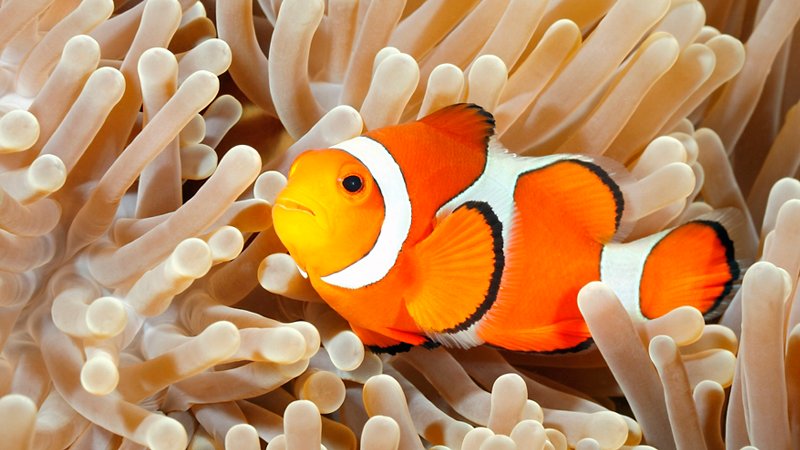 Clownfish on the anemone