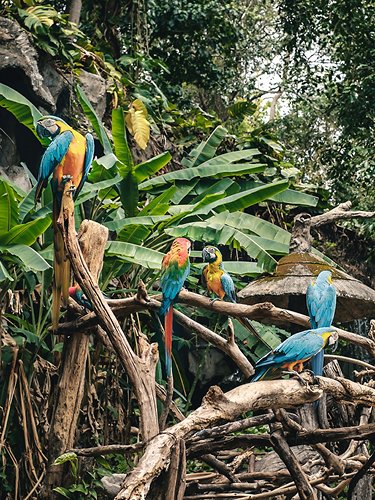 Parrots in the forest