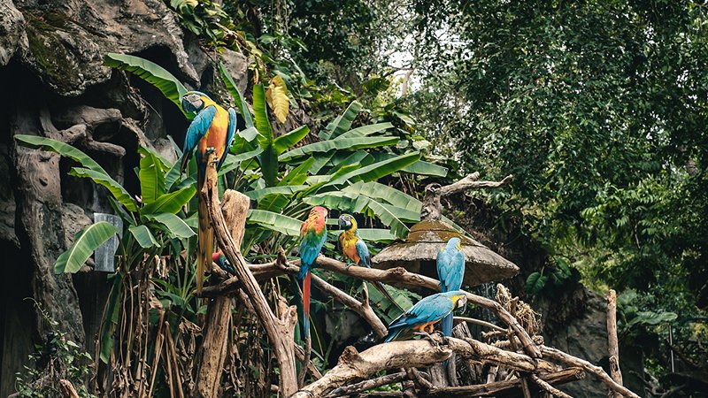 Parrots in the forest