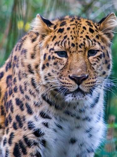 Leopardo dell’Amur