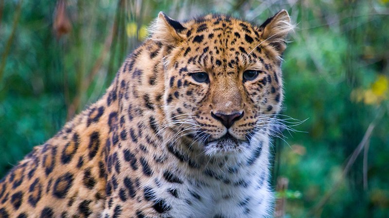 Leopardo dell’Amur