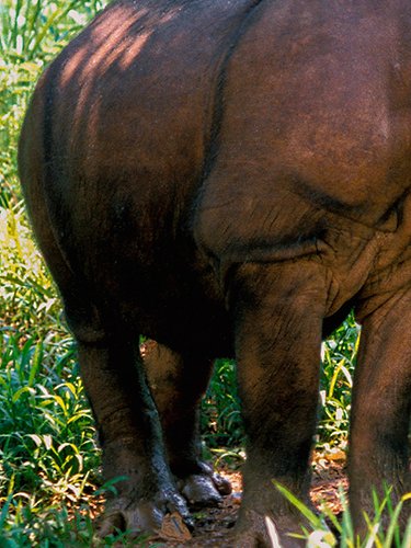 Rinoceronte di Sumatra