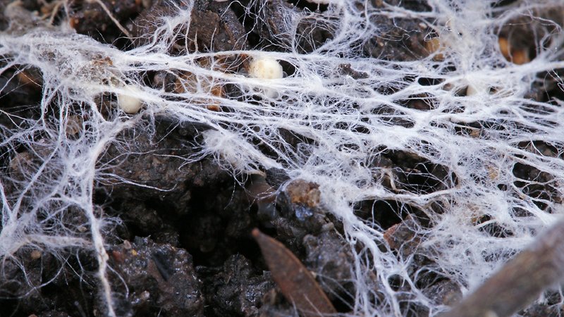 Micelio nel terriccio
