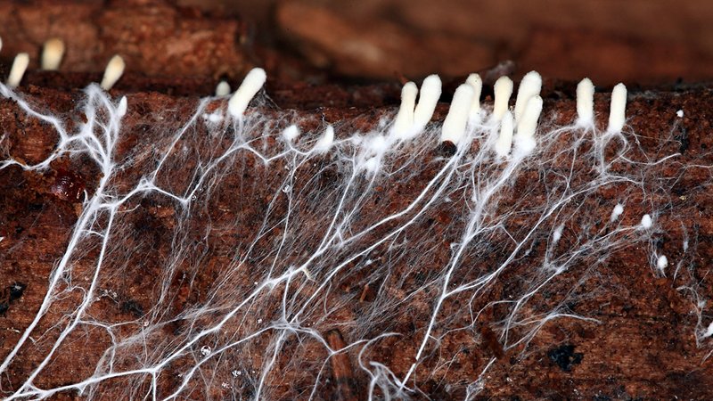 Mycelium and fruiting bodies