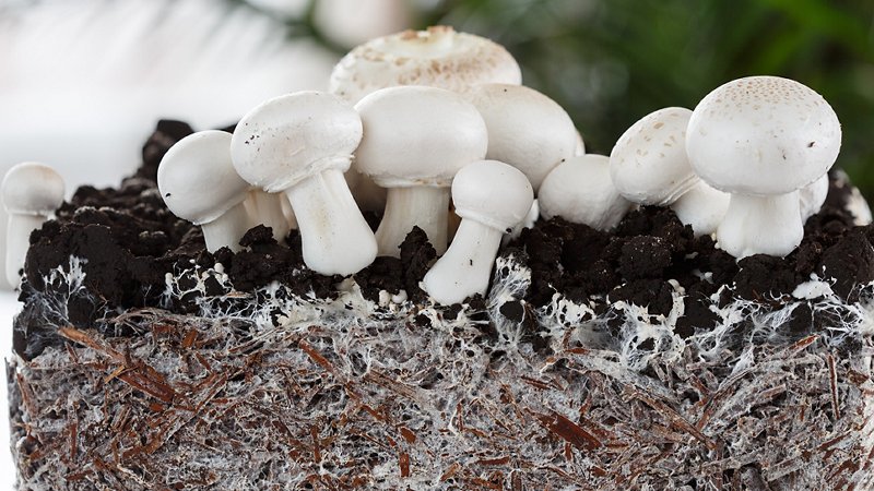 Mycelium and mature sporophores