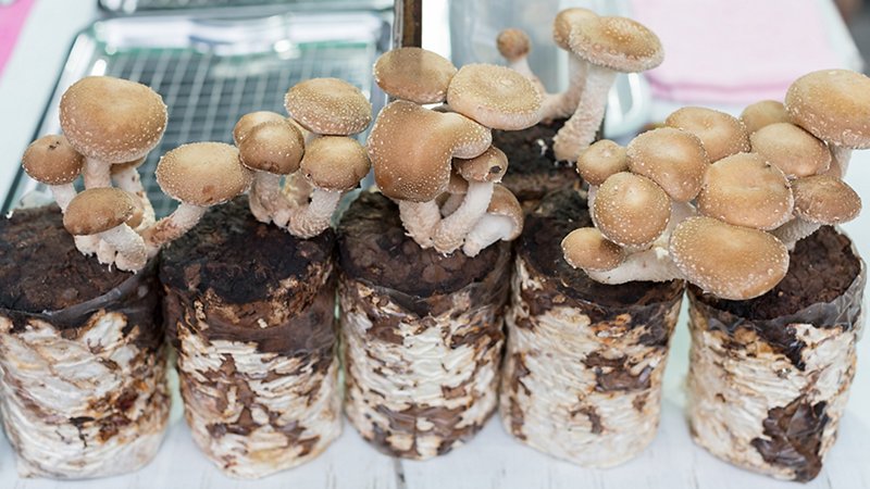 Cultivated mushrooms
