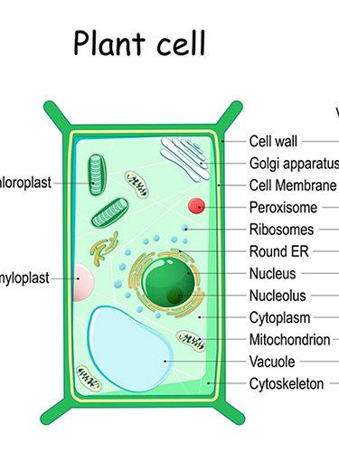 Cells in comparison, plants