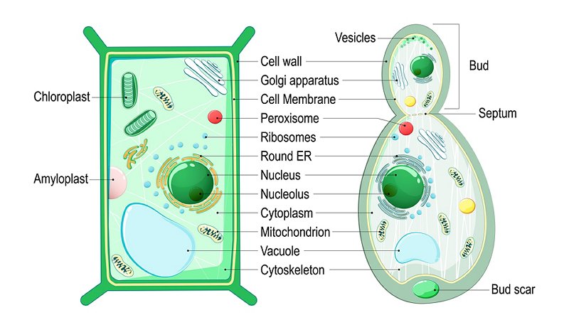 Cellule a confronto, piante