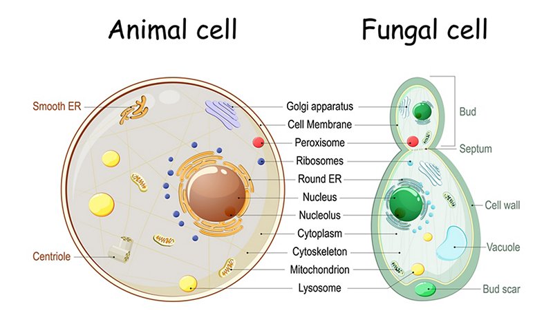 Cells in comparison, animals