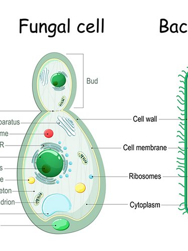 Cellule a confronto, batteri