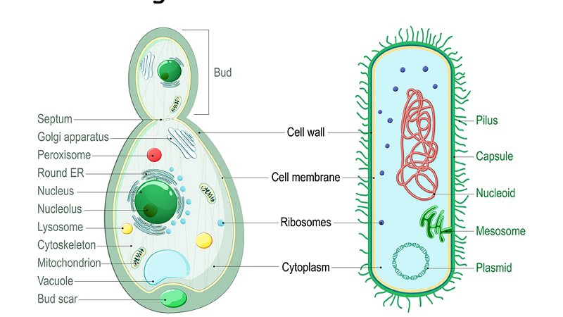 Cells compared, bacteria