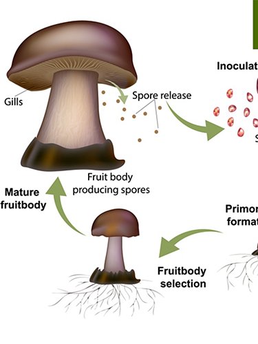 Cycle of the fungus