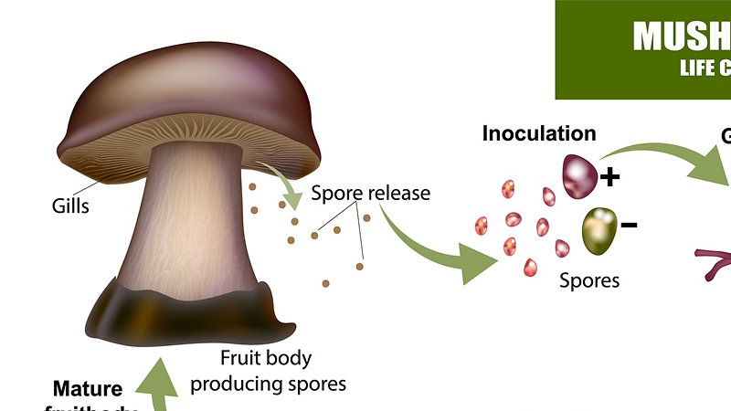 Cycle of the fungus