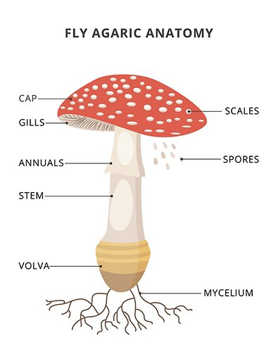 Anatomia del fungo