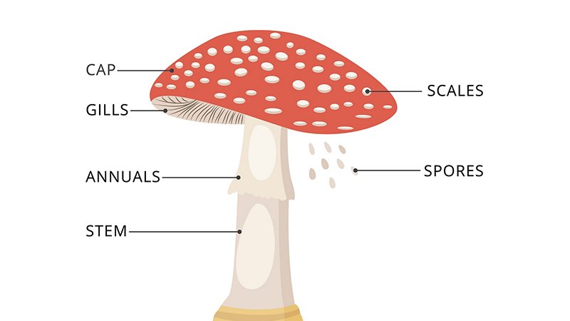 Anatomy of the fungus