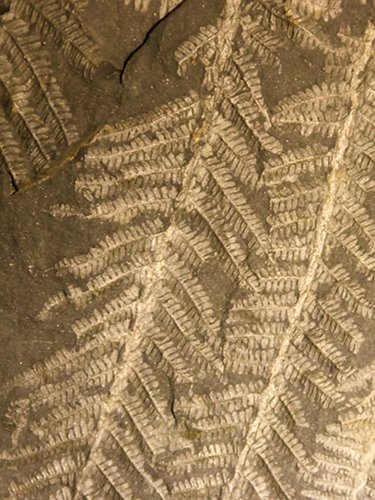 Fossil ferns