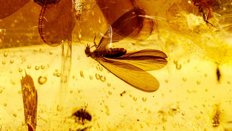 Insects in amber