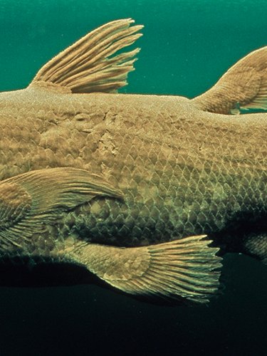 Living fossil coelacanth