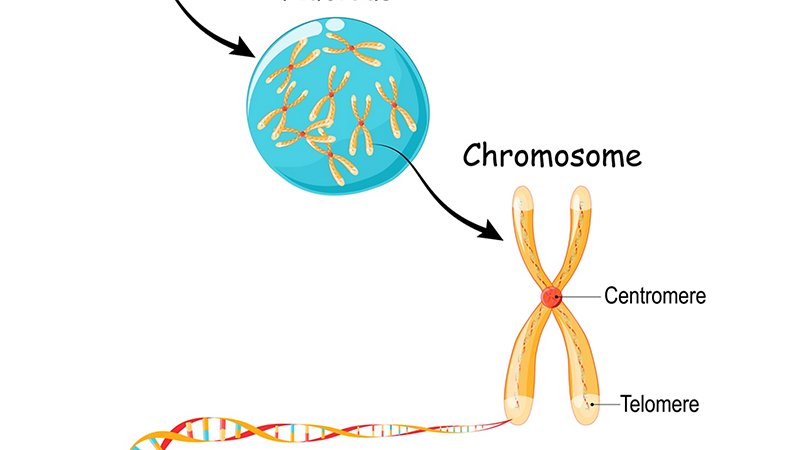 Genes, DNA and chromosomes