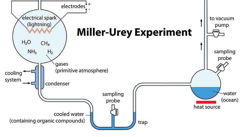 Esperimento di Miller