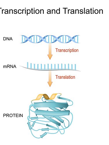 Dal DNA alla proteina