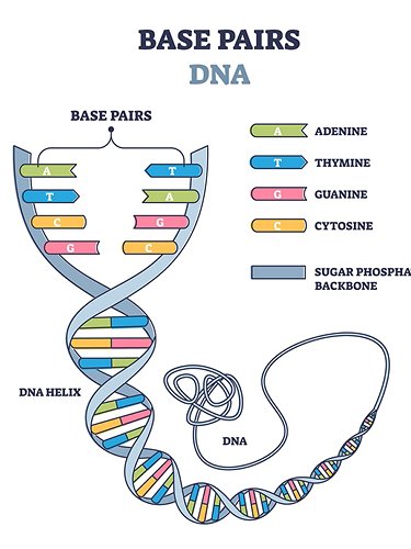 DNA e basi