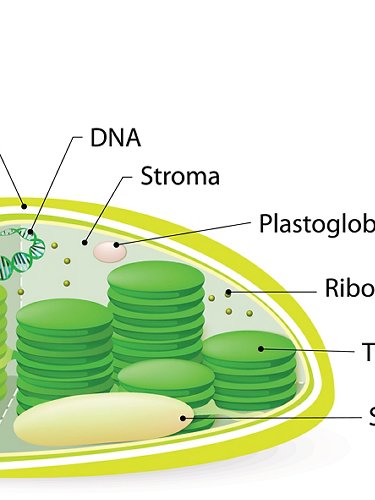 The chloroplast