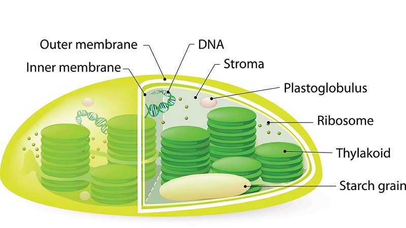 The chloroplast