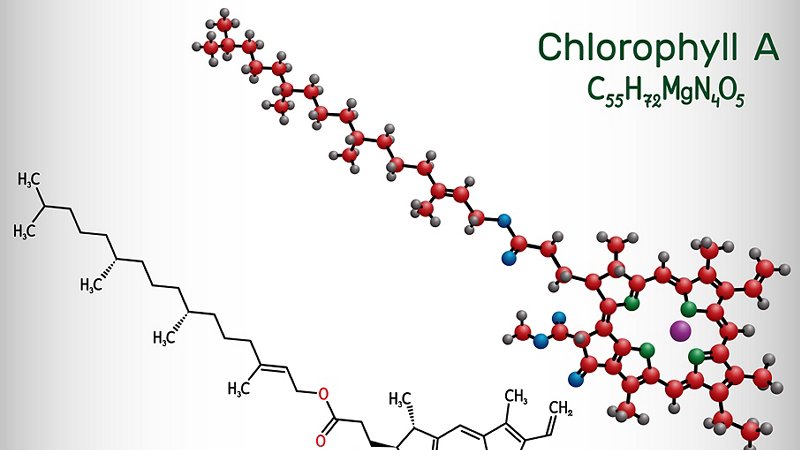 The molecule of chlorophyll A