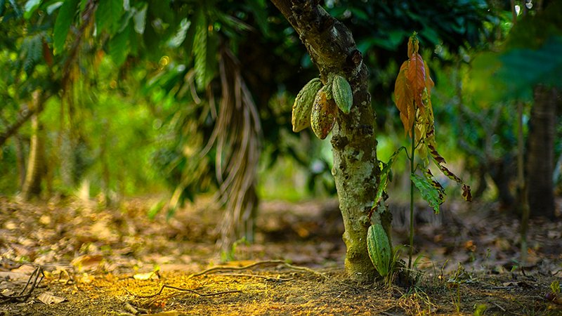 Fruits of cocoa