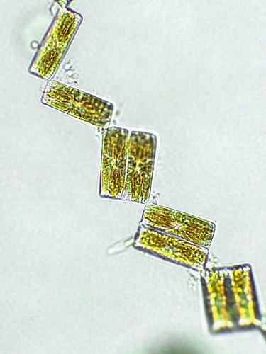 Unicellular algae