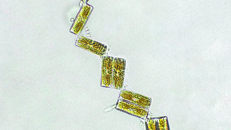 Alghe unicellulari