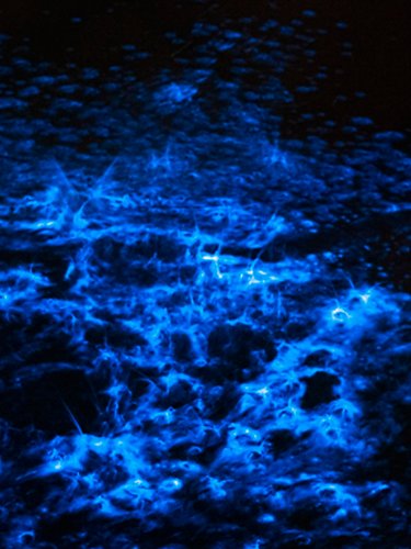 Alghe bioluminescenti
