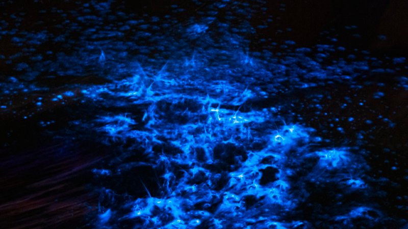 Alghe bioluminescenti