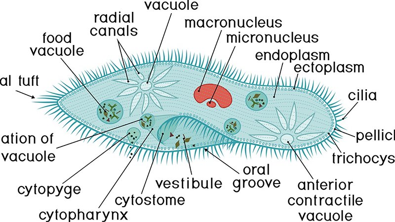Anatomy of the Paramecium